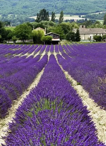 Photo de l'offre